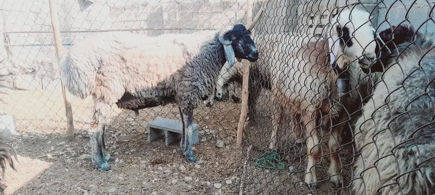 بره قوچ چینی دو رگ بهترین رنگ ونژاد|حیوانات مزرعه|شیراز, دانشکده دامپزشکی شیراز|دیوار