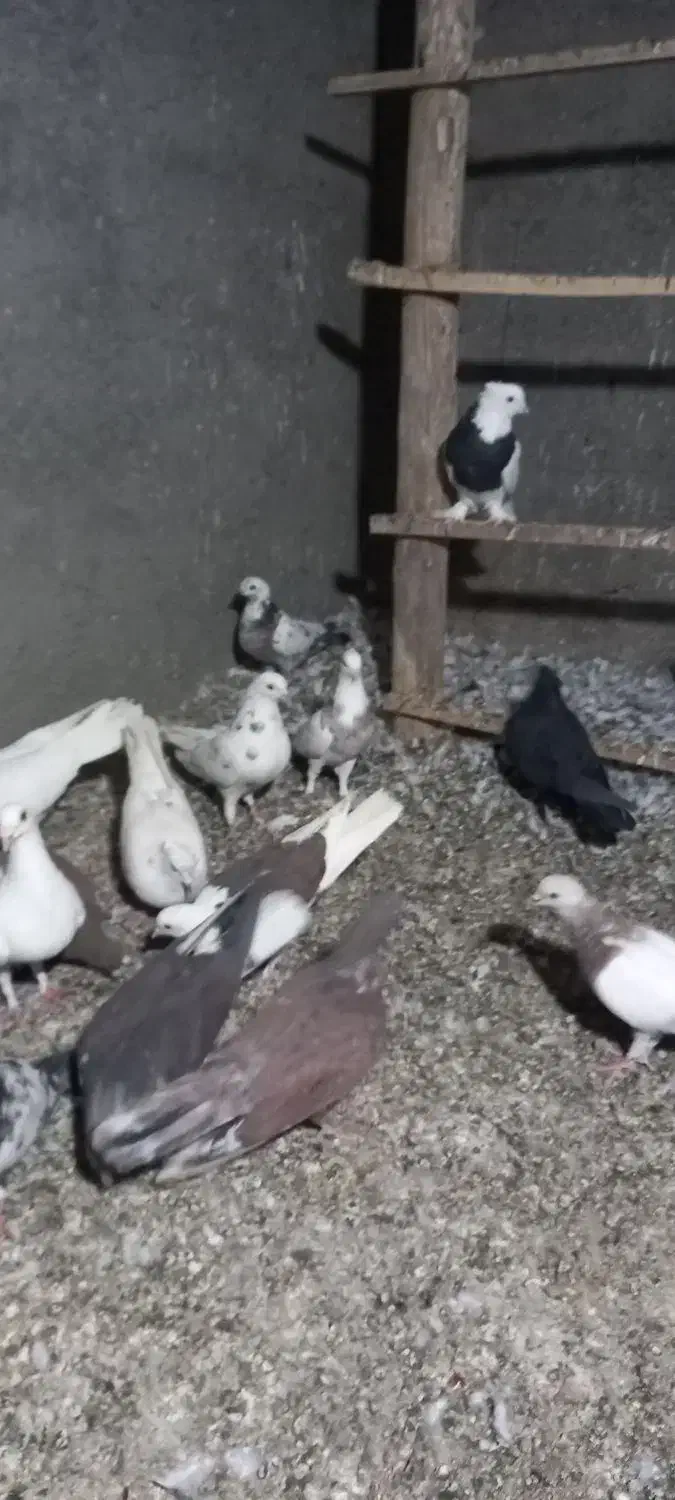 کبوتر کفتر طوقی سرور آبادانی|پرنده|کهک, |دیوار