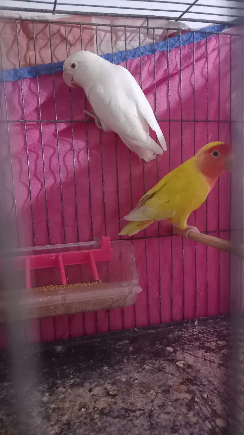 برزیلی جفت|پرنده|رشت, پاره بیجار|دیوار