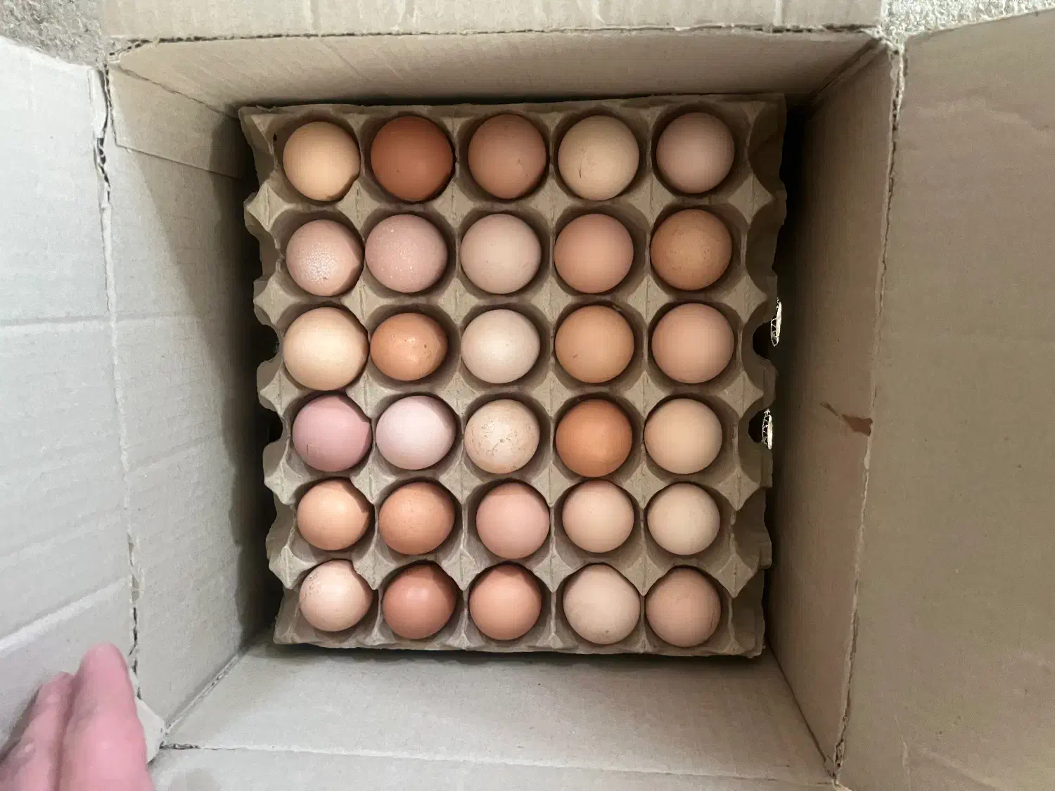 فروش تخم مرغ گلپایگان|خوردنی و آشامیدنی|گلپایگان, |دیوار