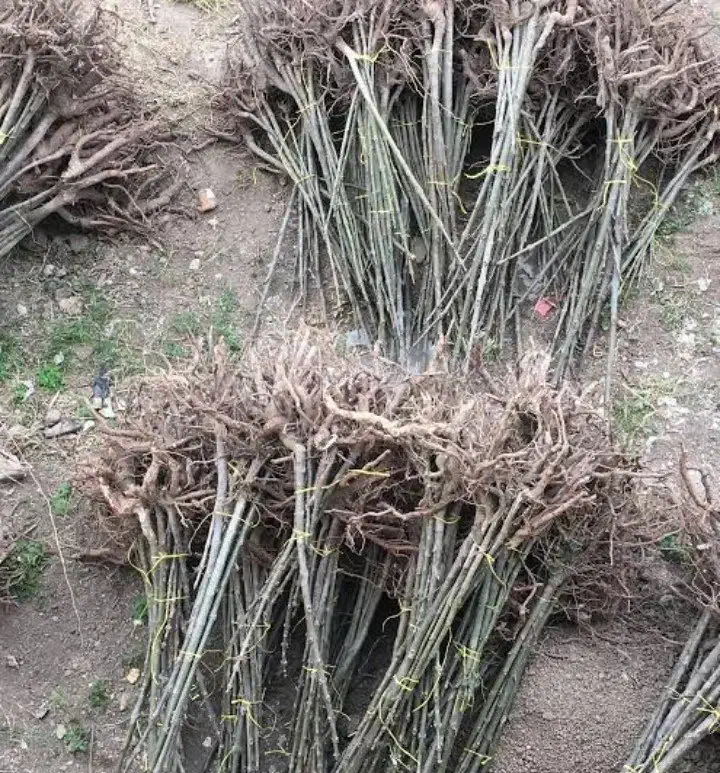 نهال گل محمدی|خدمات باغبانی و درختکاری|سامن, |دیوار