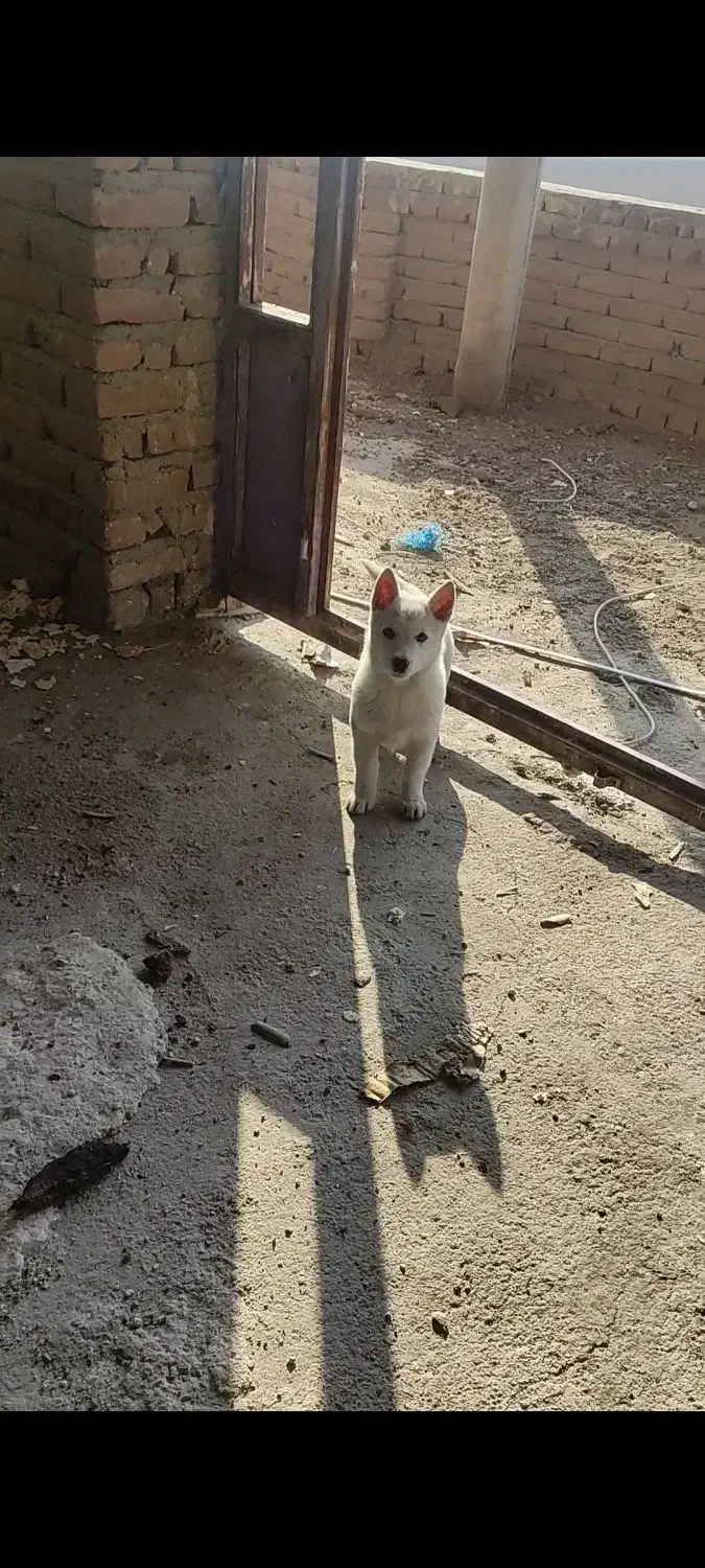 توله پاکوتاه|سگ|بناب, |دیوار