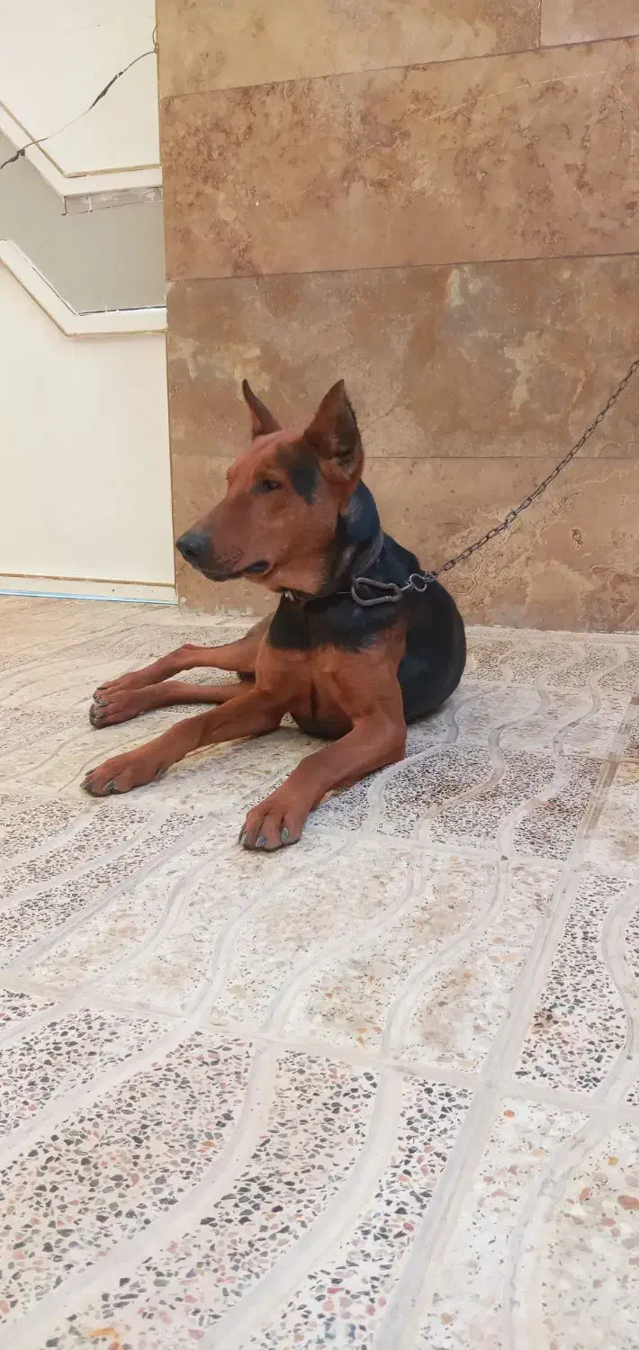 سگ دوبرمن خالص|سگ|صفادشت, |دیوار