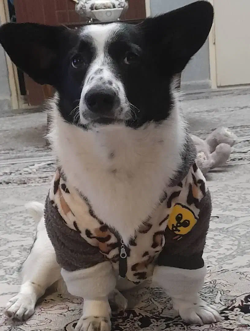 پیدا شده|حیوانات|کرمانشاه, |دیوار