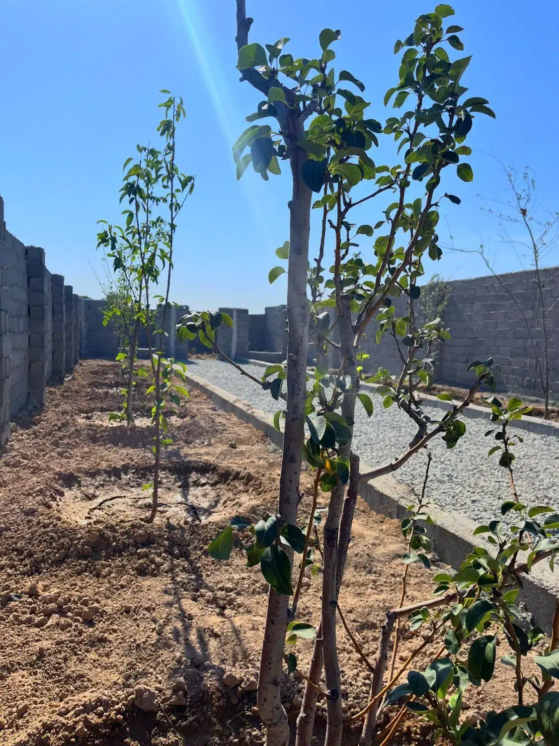 باغچه*چسب انشعابات *خرید از مالک|فروش زمین و ملک کلنگی|اسلامشهر, شهرک احمدیه|دیوار