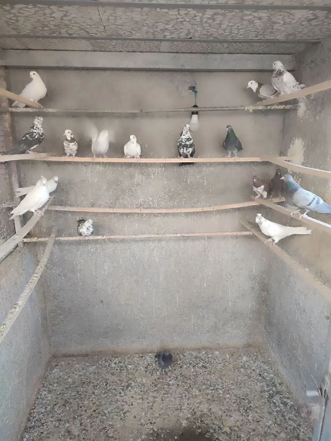 کبوتر نرماده|پرنده|کهک, |دیوار