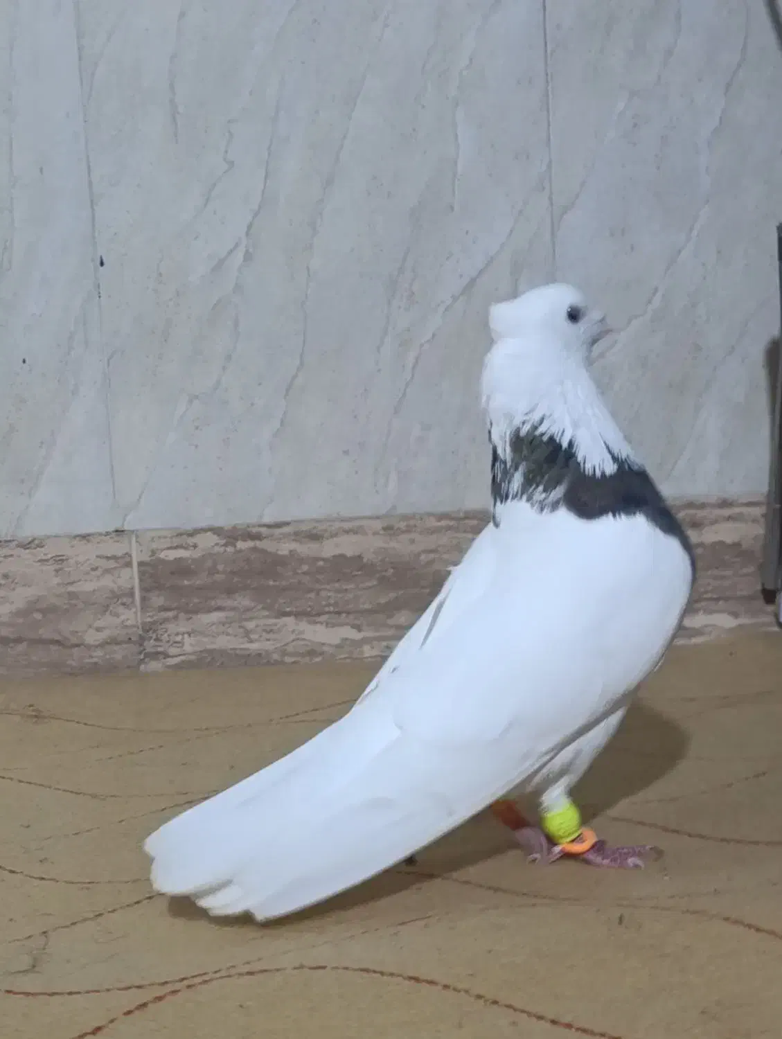 شکلاتی نر|پرنده|دهدشت, |دیوار