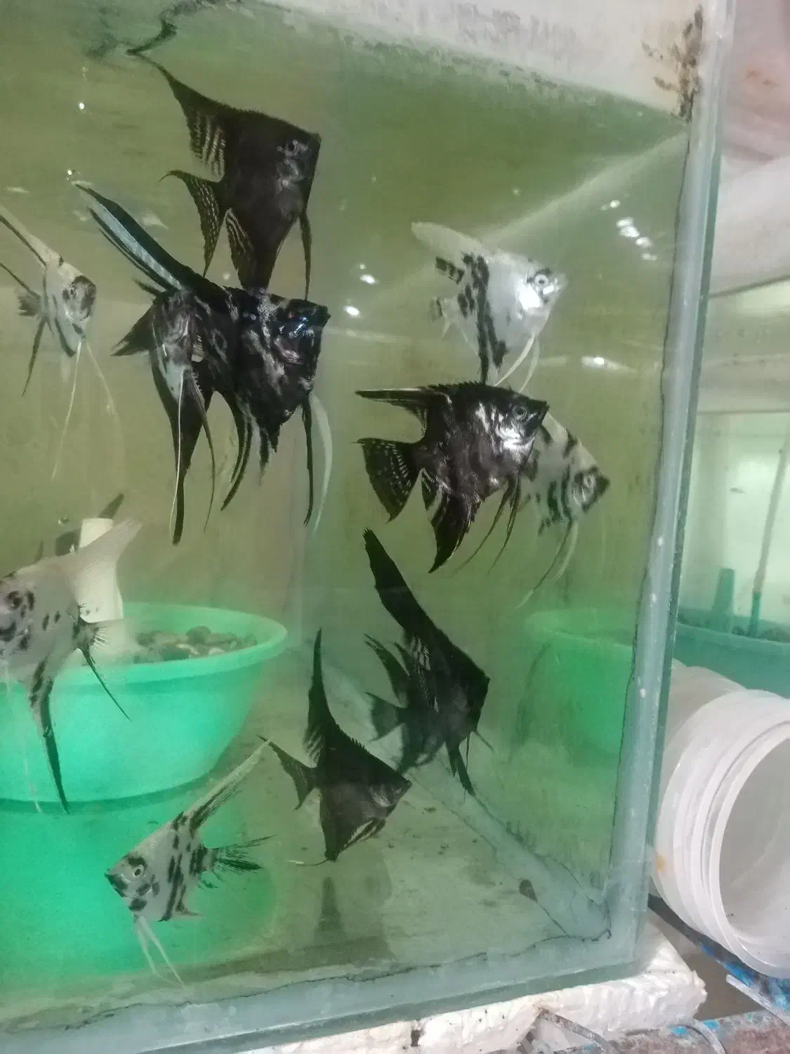 فروش عمده و خرده ماهی آکواریومی|ماهی|قائم‌شهر, |دیوار