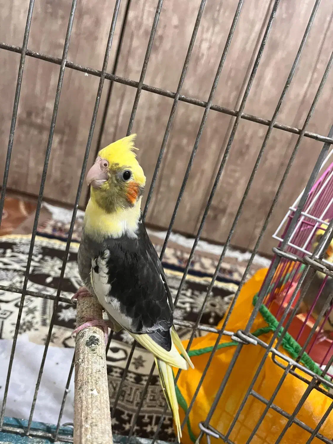 عروس  هلندی|پرنده|کلاچای, |دیوار