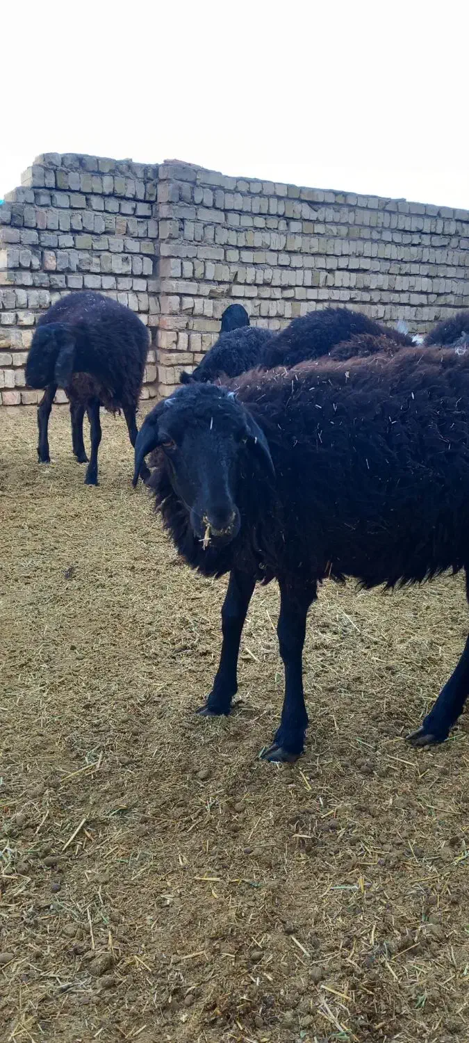 گوسفند .بره .شیشک .بزغاله|حیوانات مزرعه|قم, قلعه صدری|دیوار
