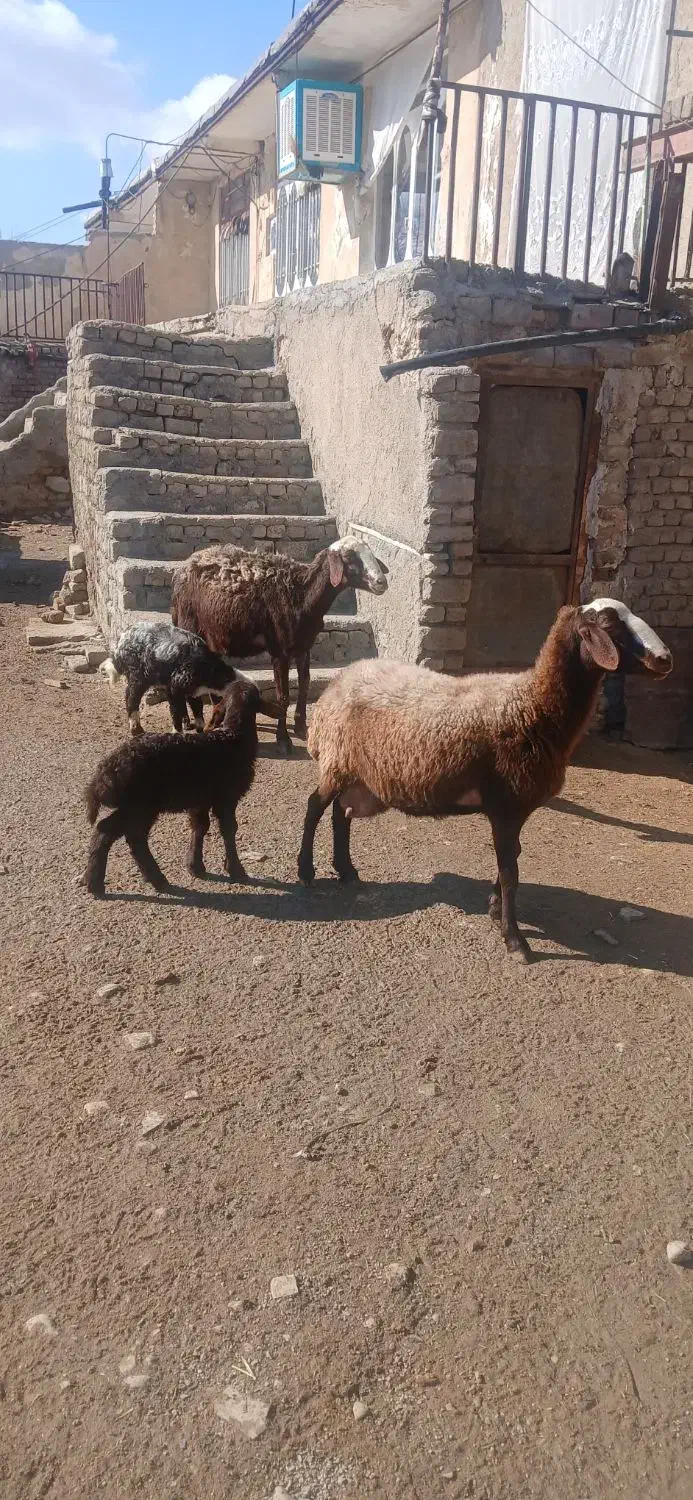 میش بره درجه یک|حیوانات مزرعه|شیروان (لرستان), |دیوار