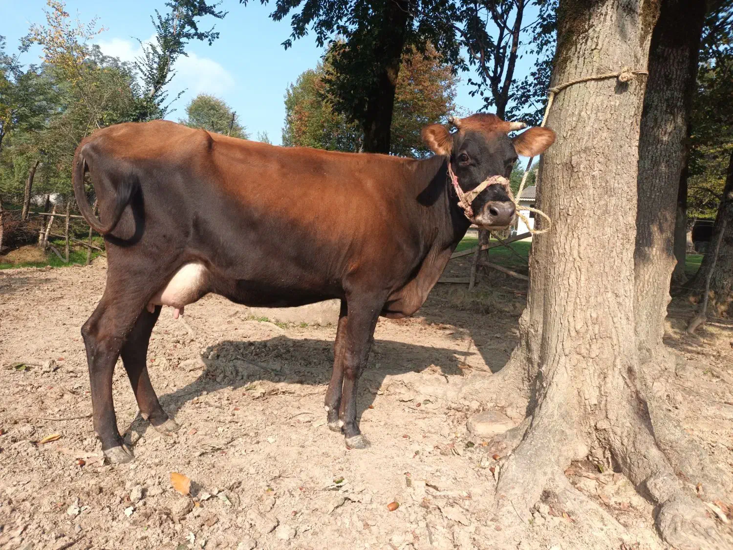 فروش گاو بران سوئیسی (زایمان اول)بدون گوساله|حیوانات مزرعه|رضوانشهر, |دیوار