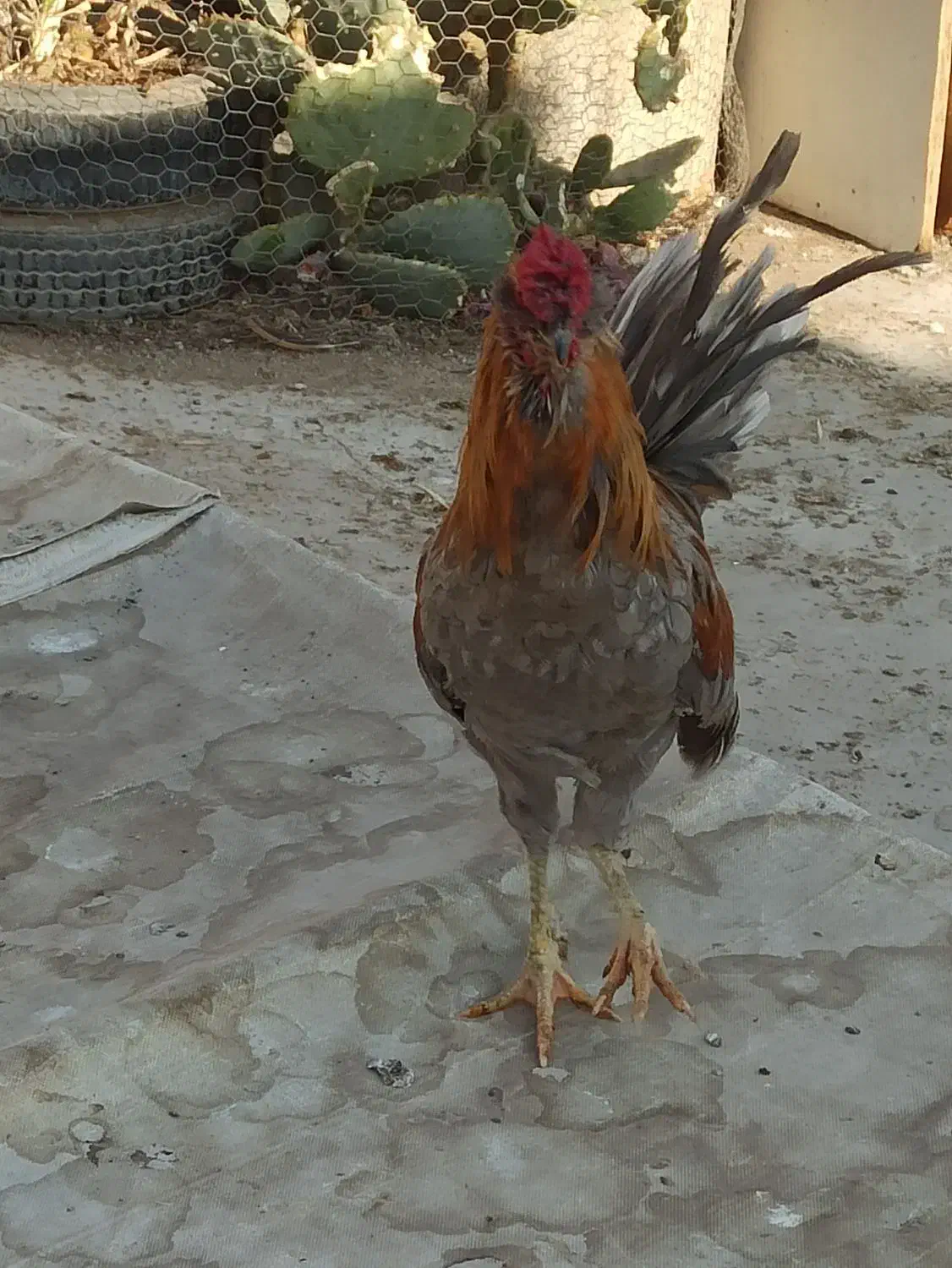 خروس چهل تاج کاکولی وریشی|حیوانات مزرعه|پیر بکران, |دیوار