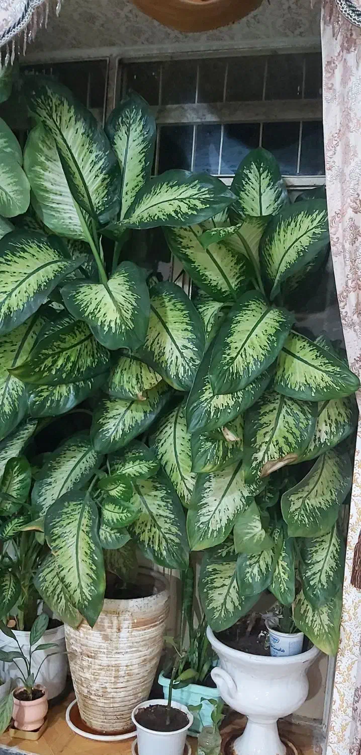 گل طبیعی دیفن باخیا|گل و گیاه طبیعی|ویسیان, |دیوار