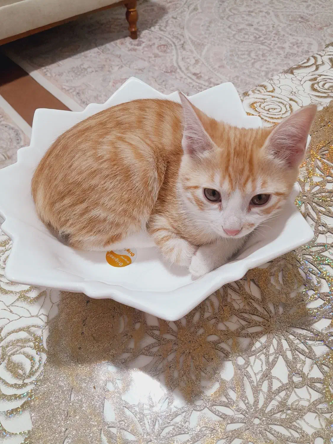 پسربچه گربهی ۳ ماهه|گربه|قم, بوستان علوی|دیوار