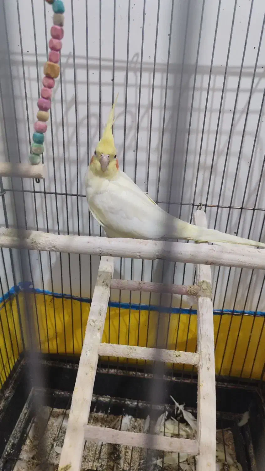 عروس هلندی|پرنده|زرند, |دیوار