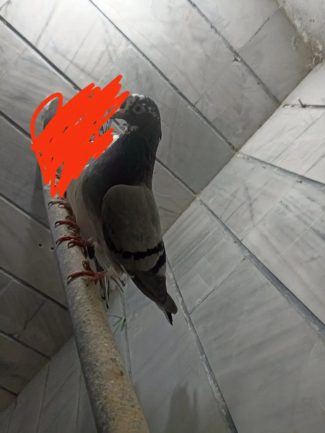 کبوتر|پرنده|بروجرد, |دیوار