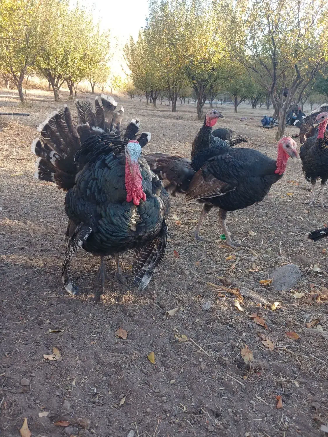 بوقلمون رسمی|حیوانات مزرعه|تخت سلیمان, |دیوار