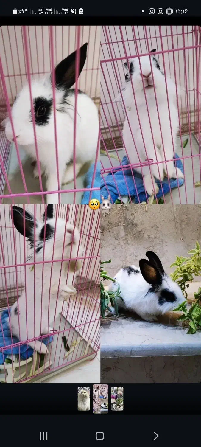 خرگوش خوشگل|موش و خرگوش|رفسنجان, |دیوار