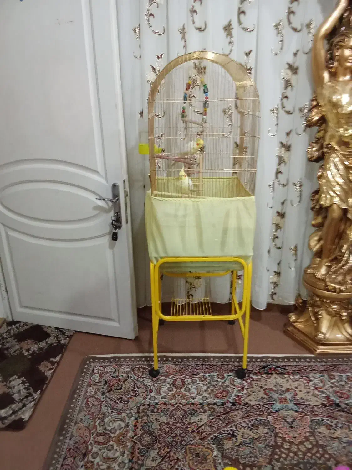 عروس هلندی|پرنده|تبریز, |دیوار