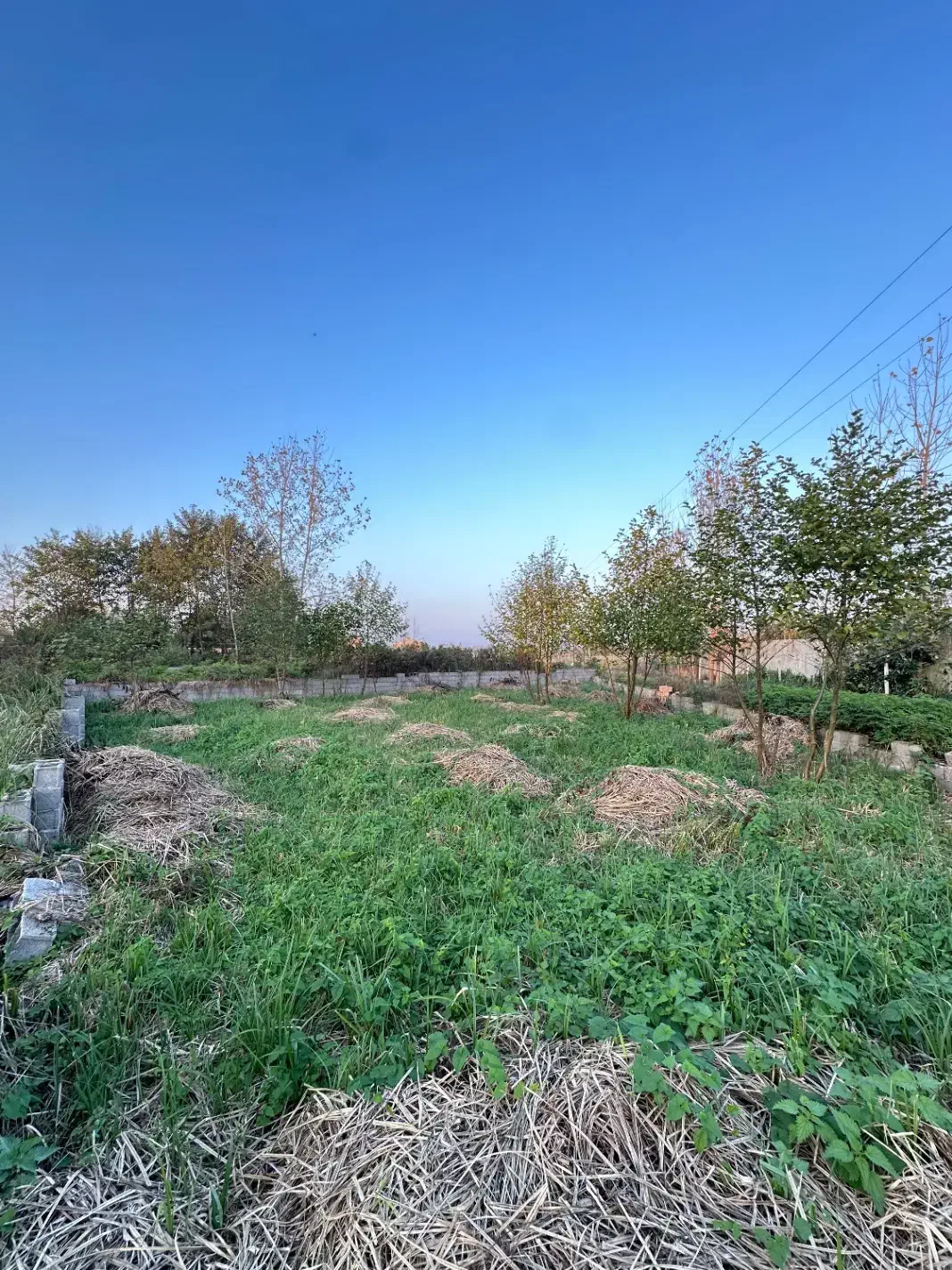 فروش ۳۰۰ متر زمین مسکونی در پیربازار|فروش زمین و ملک کلنگی|رشت, پیله داربن|دیوار