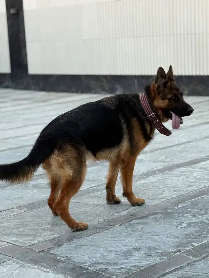 ژرمن ماده شیب دار|سگ|اصفهان, بهارستان|دیوار