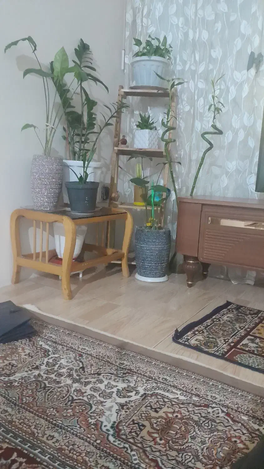 گمشده|حیوانات|مشهد, سرافرازان|دیوار