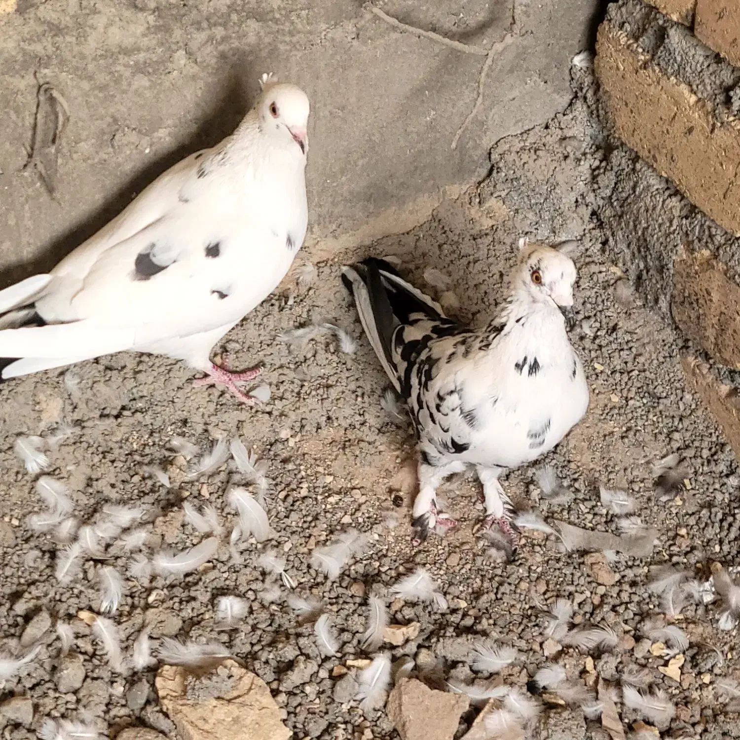 جفت کبوتر گلی|پرنده|مهر, |دیوار