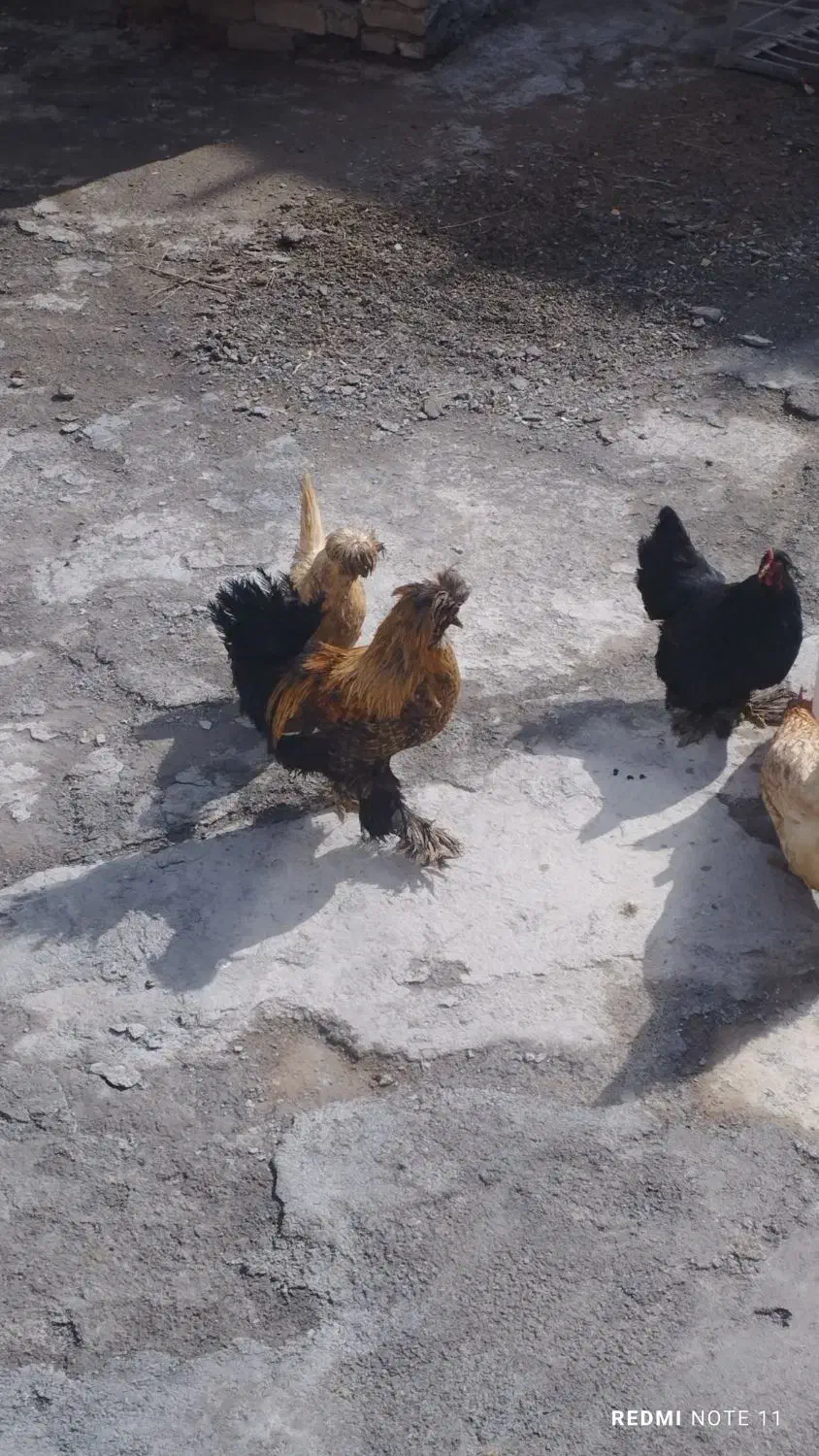 مرغ تخم گزار|حیوانات مزرعه|خوانسار, |دیوار