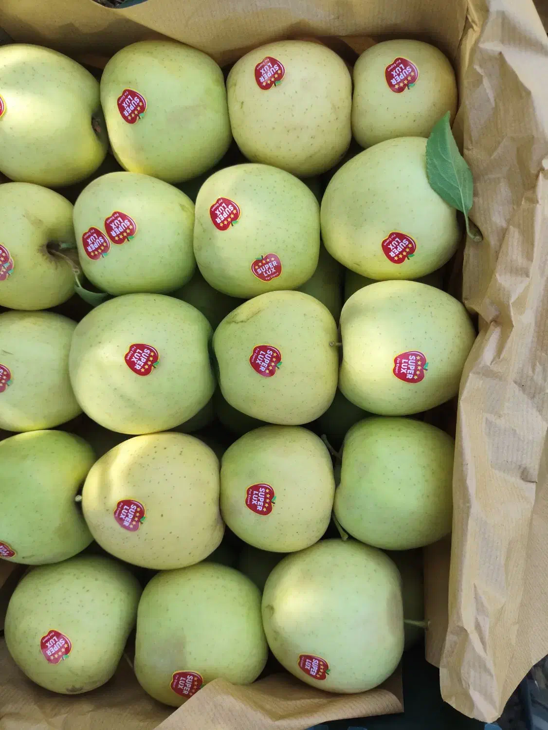 سیب|حراج|نقده, |دیوار