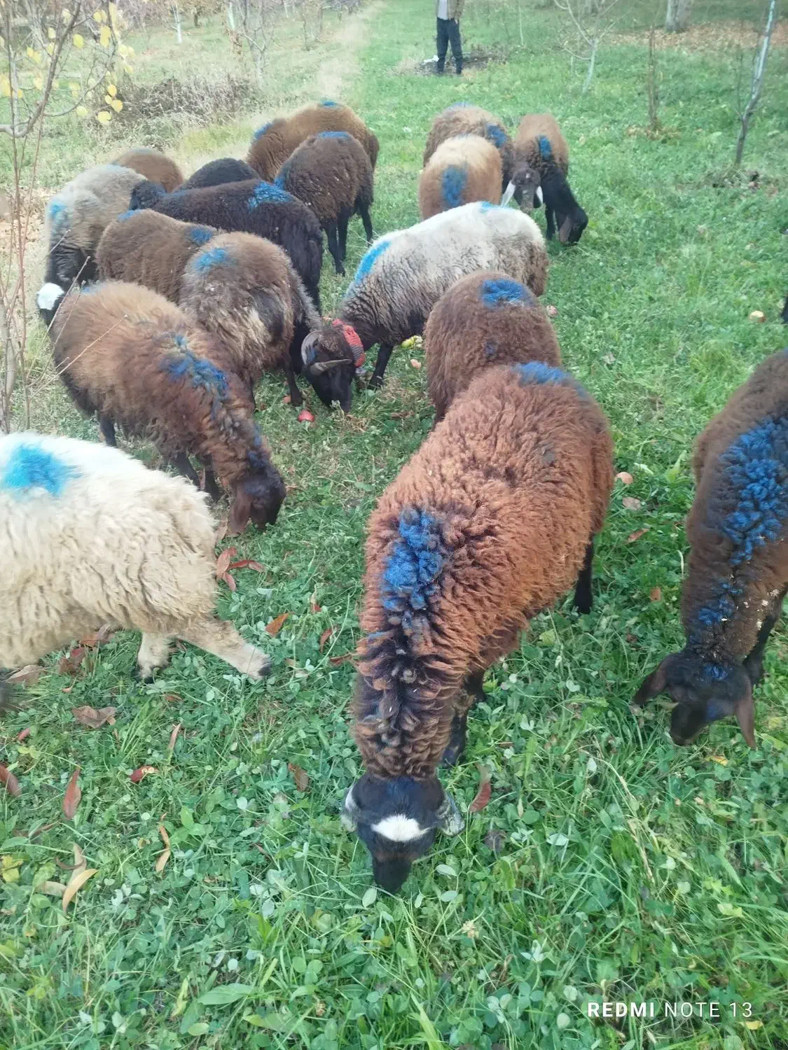 بره|حیوانات مزرعه|سلماس, |دیوار