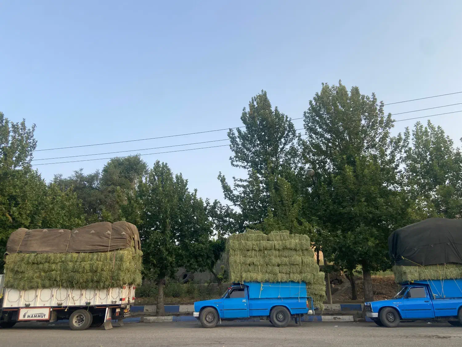 یونجه|لوازم جانبی حیوانات|جاسک, |دیوار