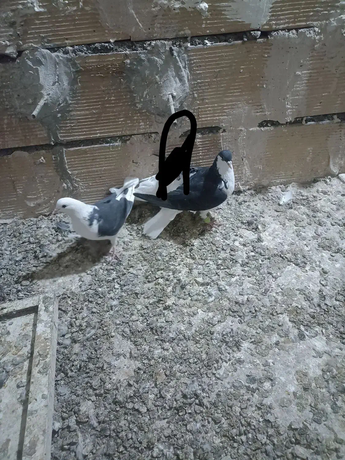 کفتر فروشی|پرنده|مشهد, امیریه|دیوار