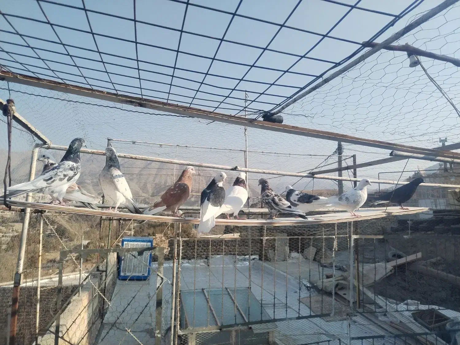 11 کفتر|پرنده|کرج, حصار|دیوار