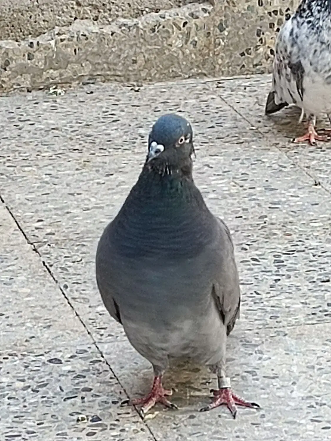 کبوتر سبز اصیل|پرنده|ایرانشهر, |دیوار