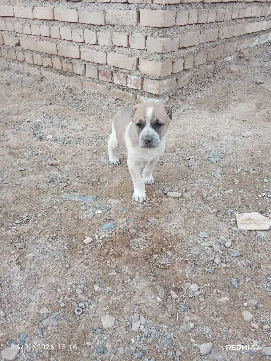 توله نر|سگ|تربت جام, جلگه موسی آباد|دیوار