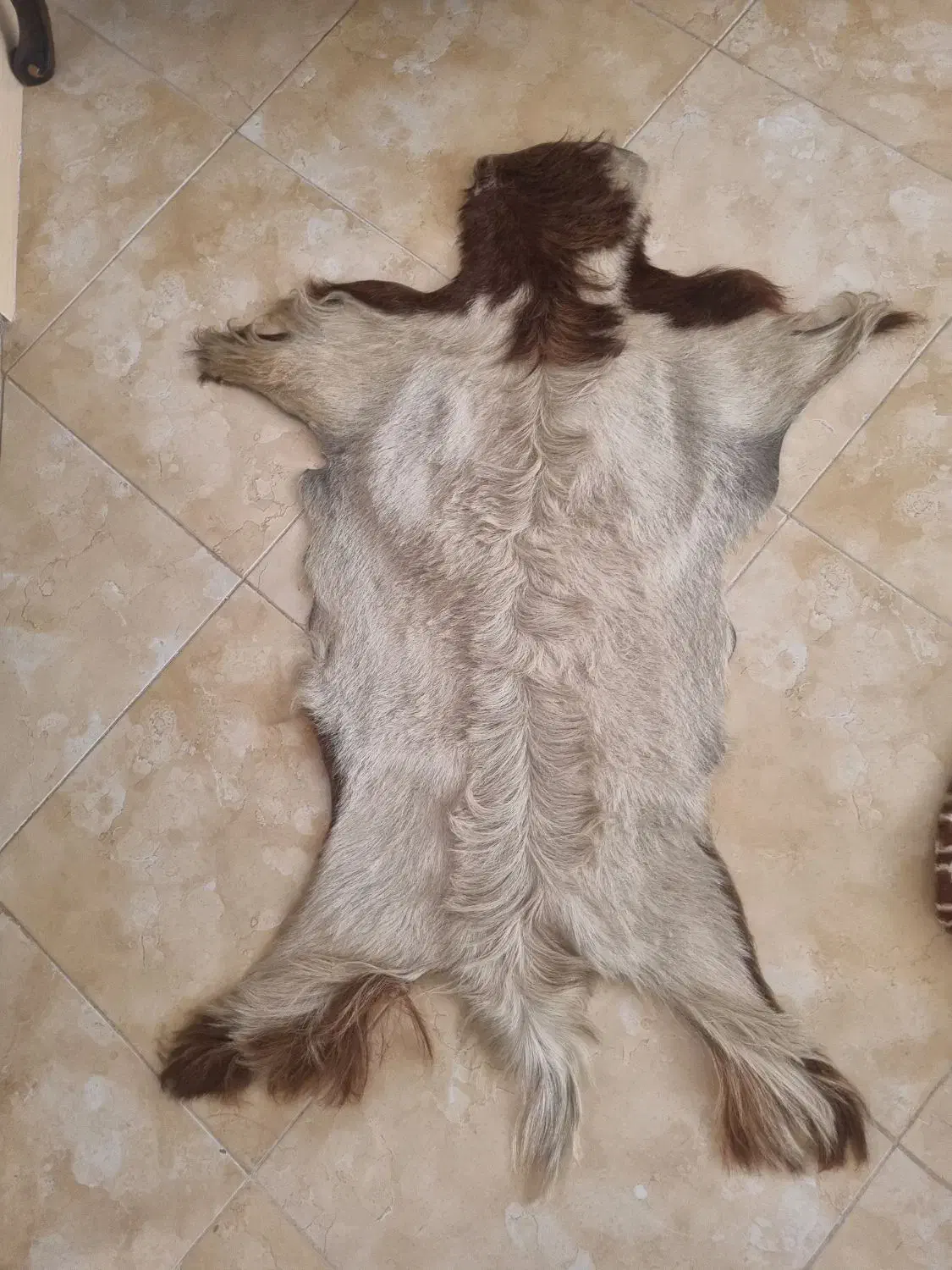 پوست بز|صنایع دستی و سایر لوازم تزئینی|اراک, |دیوار