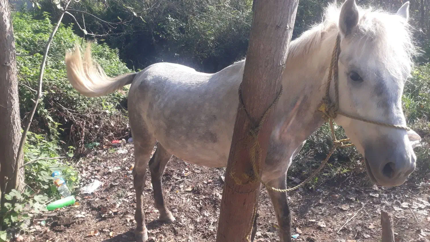 اسب ۴ سال همچی عالی هم سواری هم باری|اسب و تجهیزات اسبسواری|گوراب زرمیخ, |دیوار