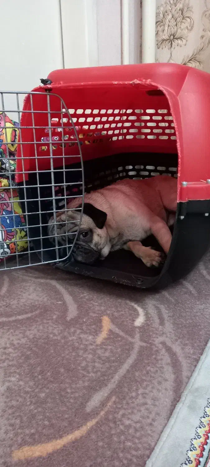 سگ نژاد پاگ|سگ|تهران, توحید|دیوار