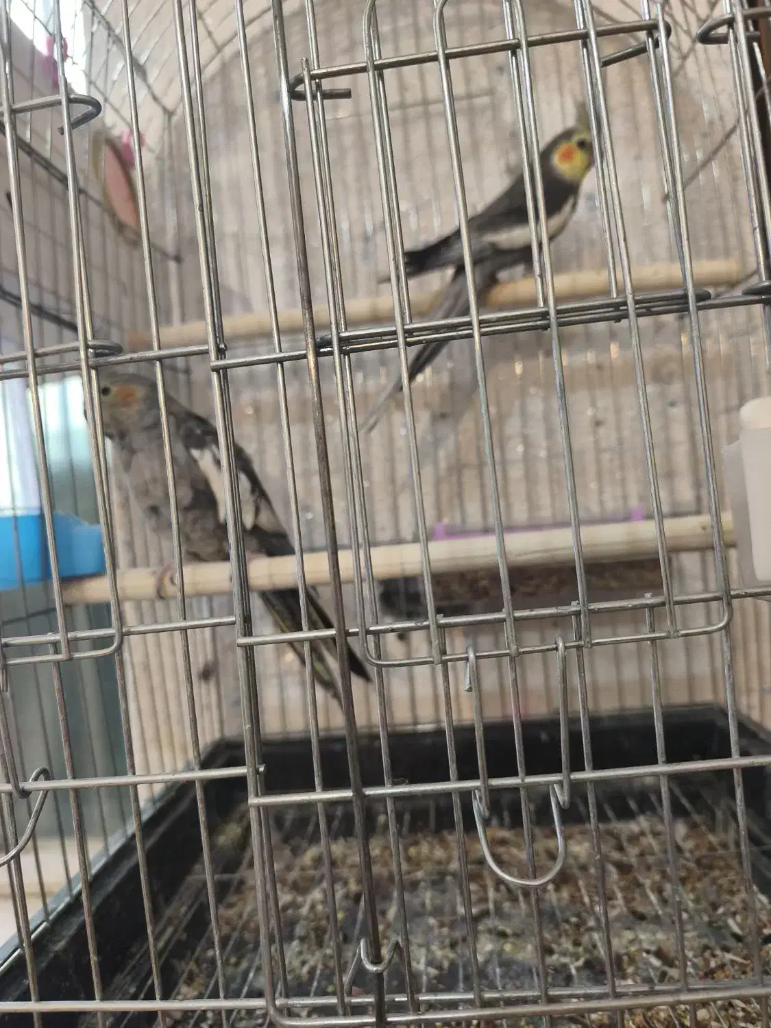 عروس مولد|پرنده|داراب, |دیوار