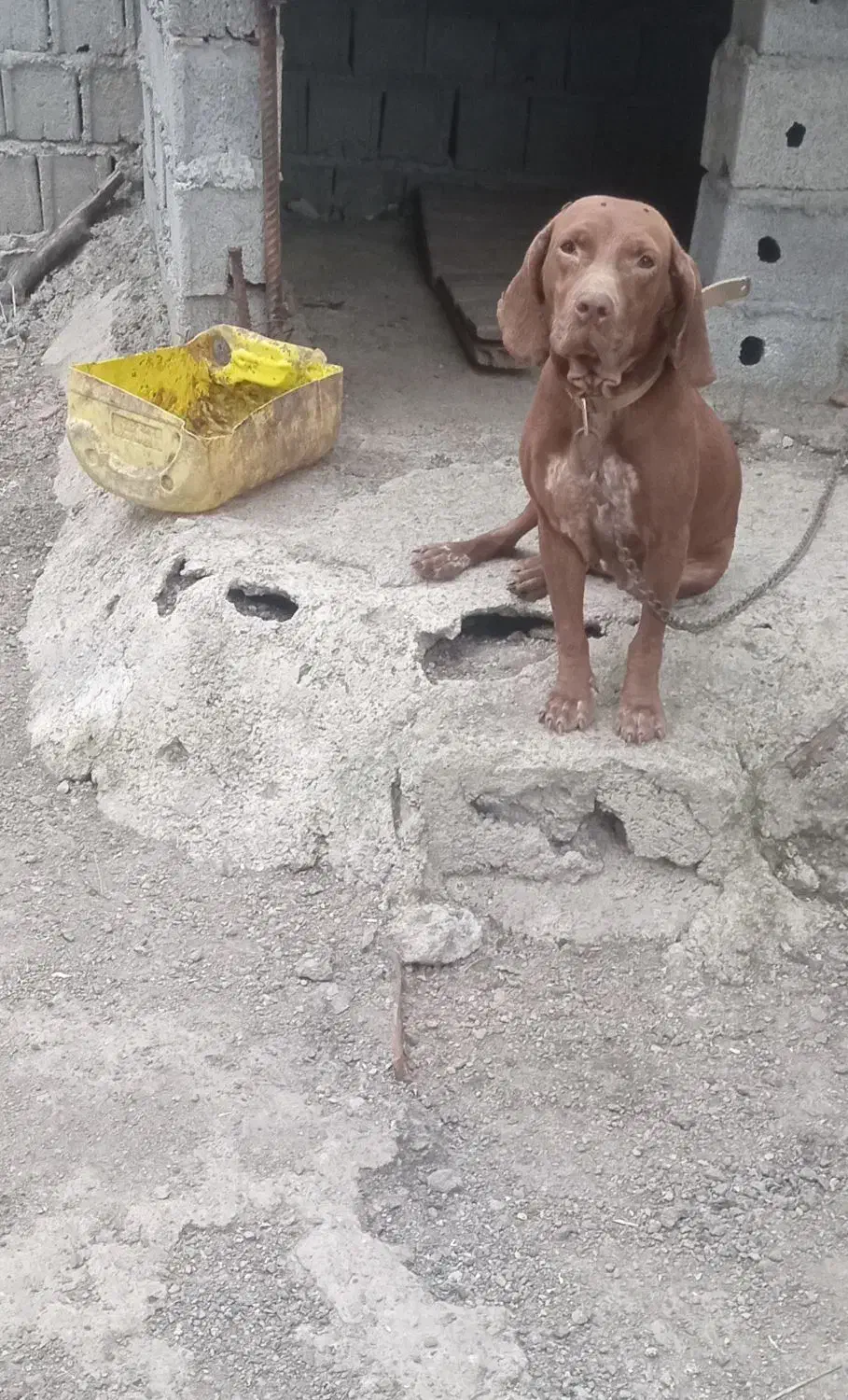 سگ شکاری|سگ|شیرگاه, |دیوار