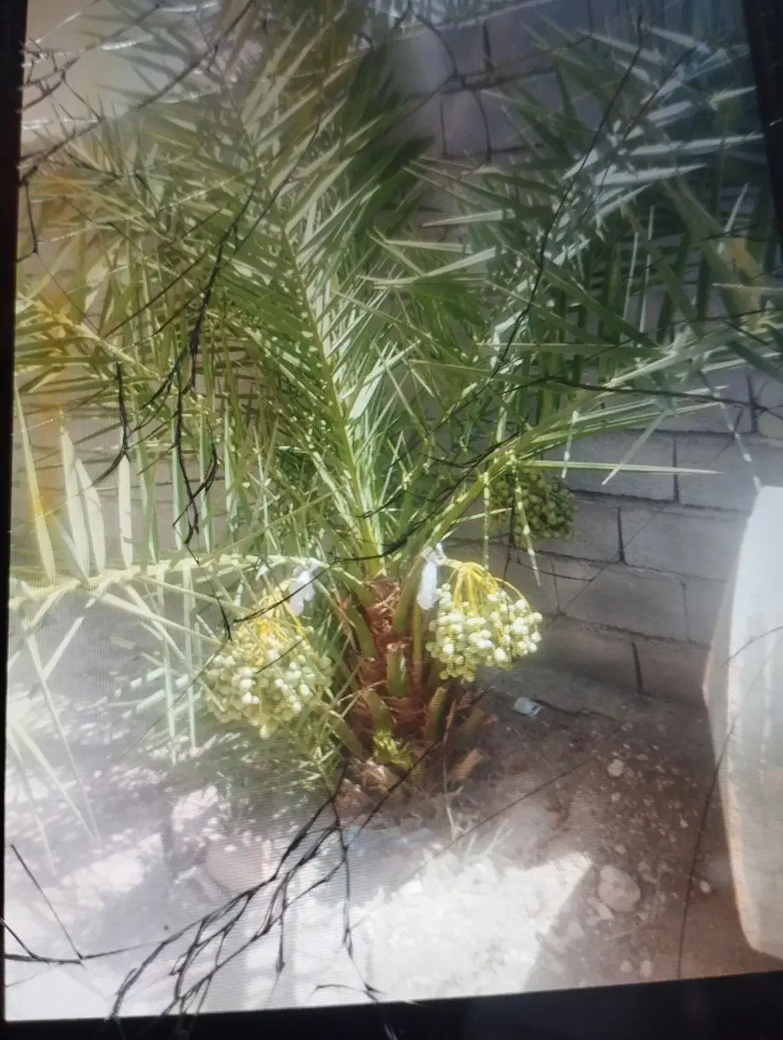 فروش خانه ویلایی|فروش خانه و ویلا|ارزوئیه, |دیوار