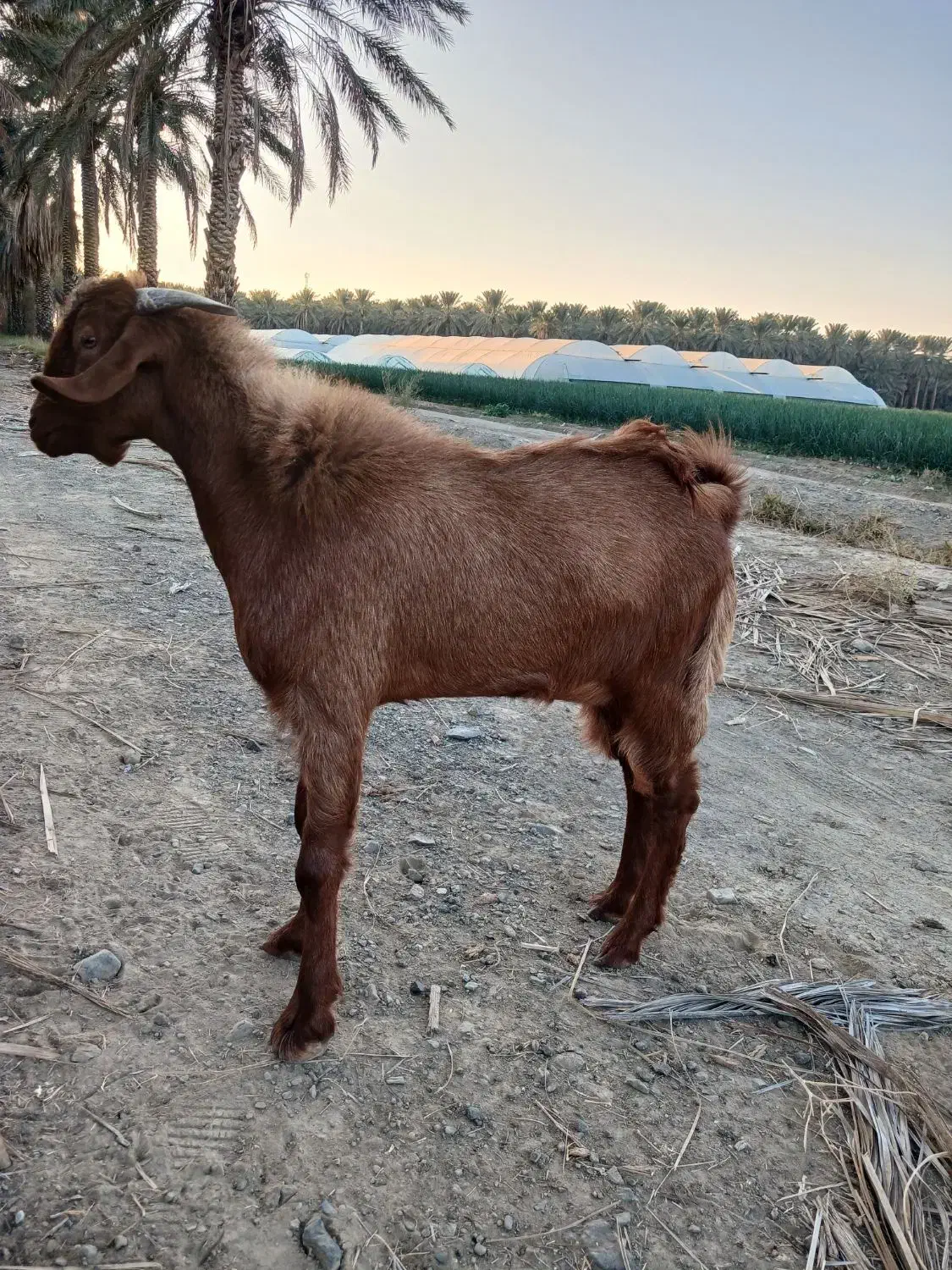 گوسفند|حیوانات مزرعه|بلوک, |دیوار