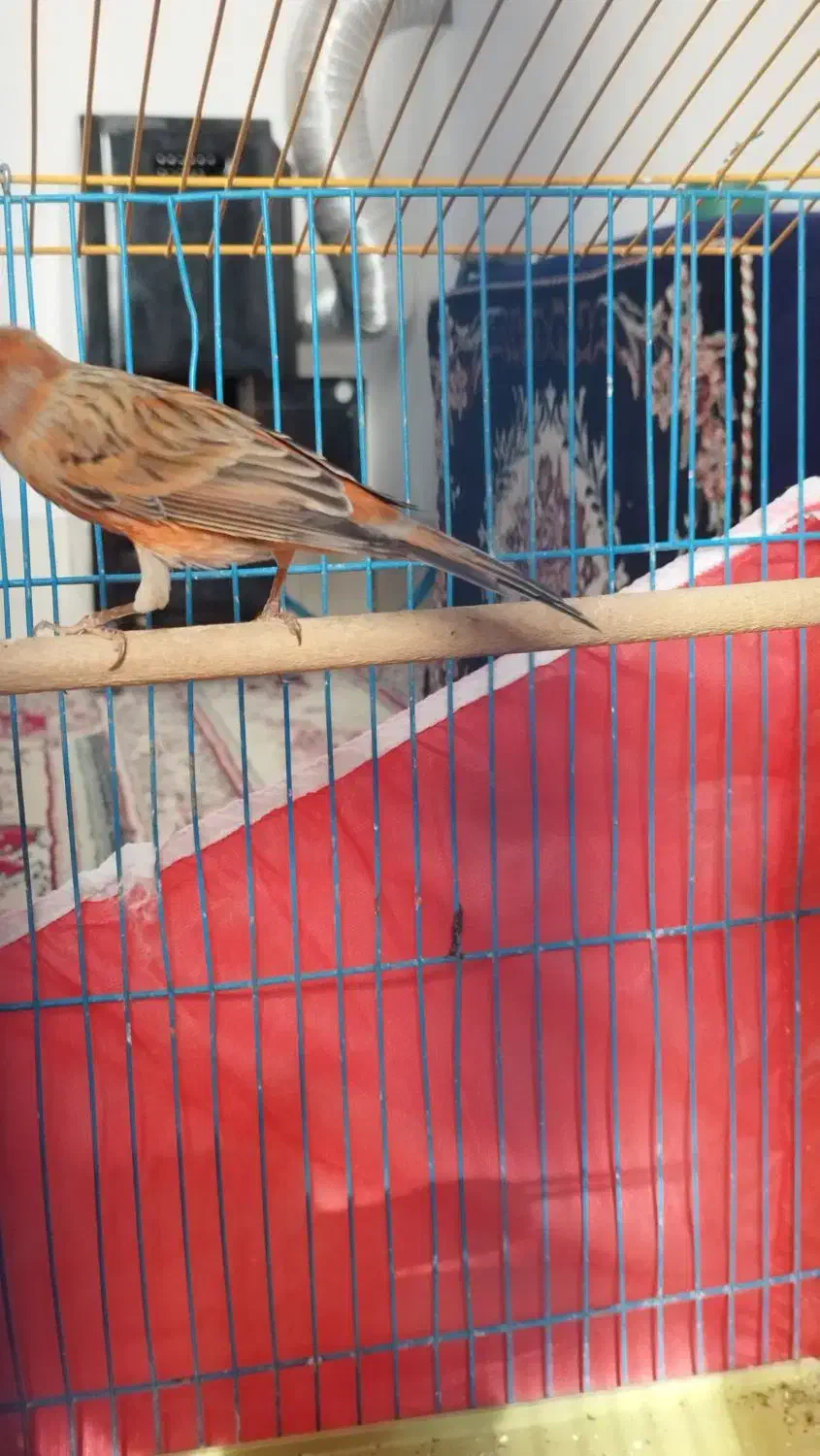 قناری سرخ نر|پرنده|مشهد مرغاب, |دیوار