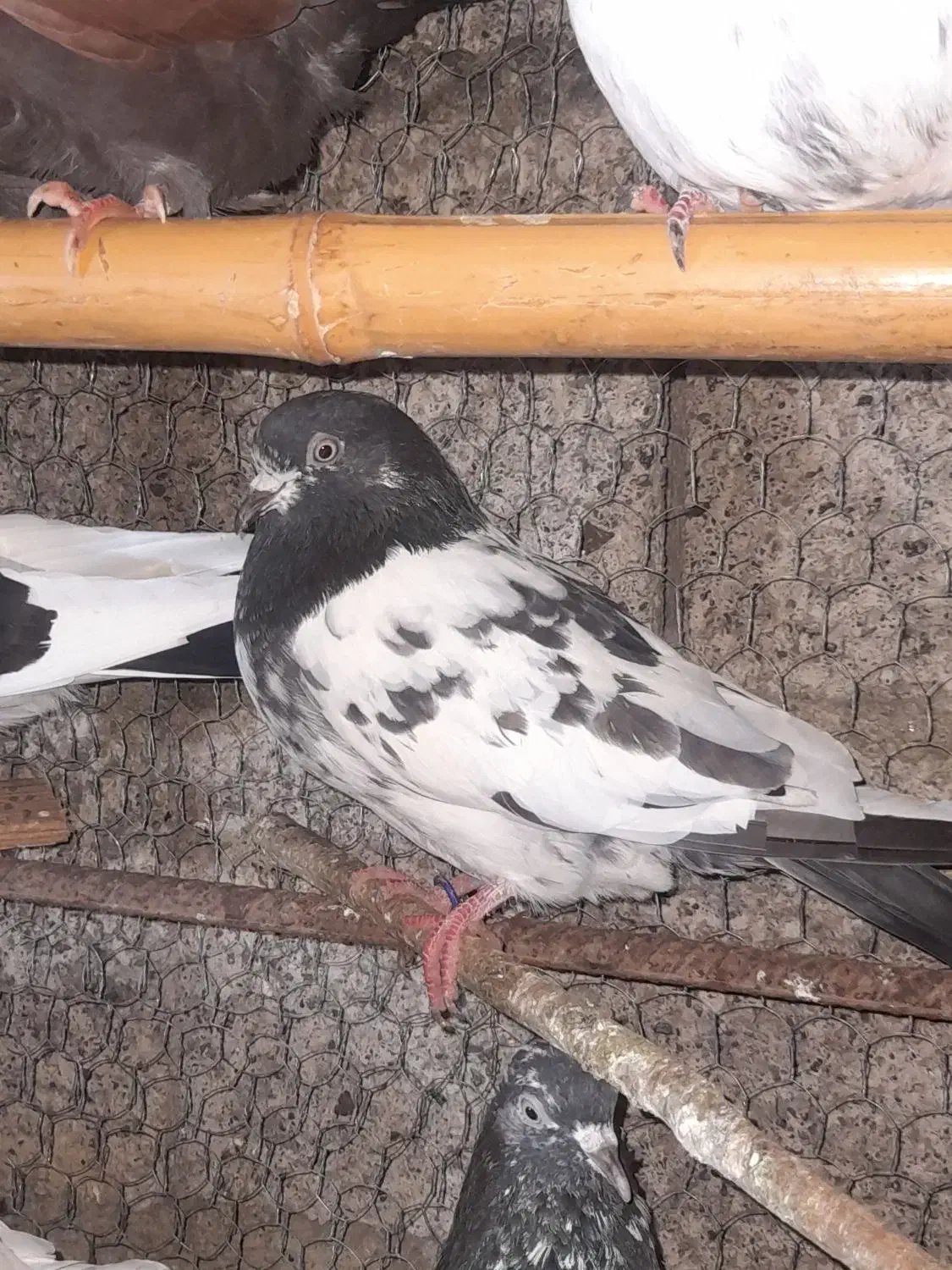 کبوتر پرشی|پرنده|شفت, |دیوار