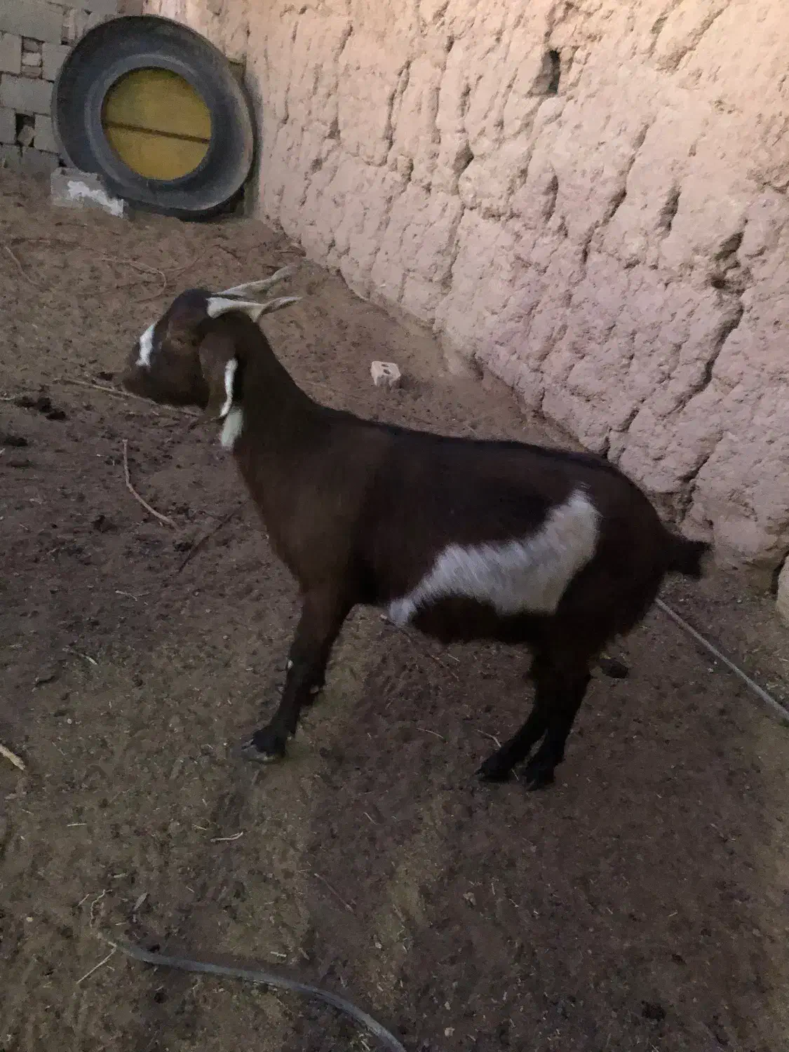 دو عدد بز جوان سر حال|حیوانات مزرعه|شاهرود, |دیوار