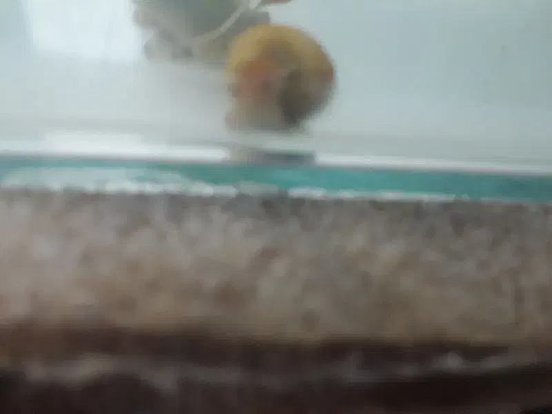 حلزون سیب|ماهی|اسفراین, |دیوار