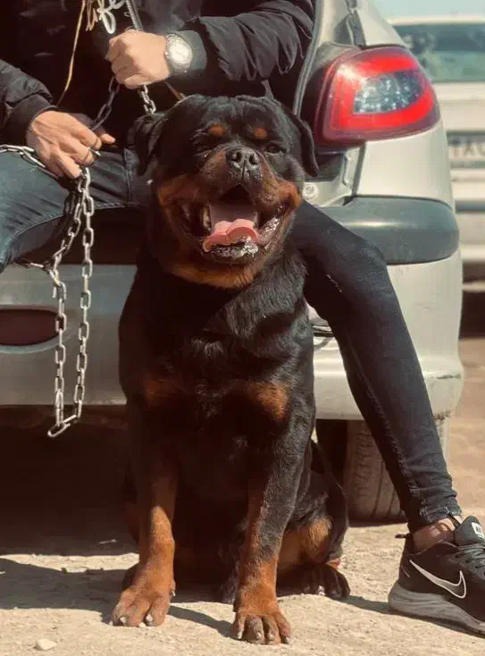 توله سگ روتوایلر بادیگارد شخصی|سگ|کرج, فاز ۳ مهرشهر|دیوار