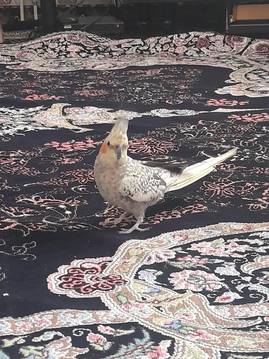 عروس هلندی|پرنده|علیآباد کتول, |دیوار