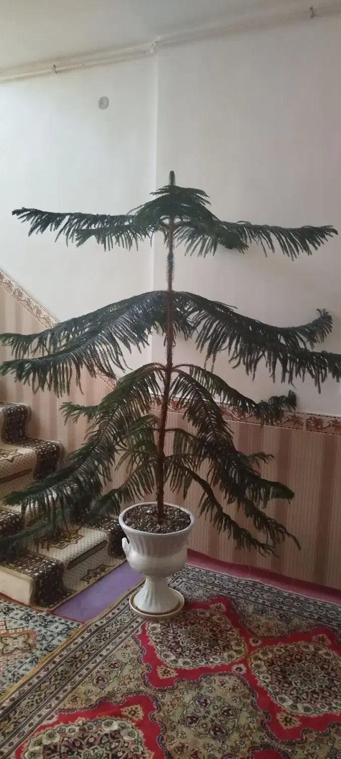 درختچه کاج|گل و گیاه طبیعی|بیجار, |دیوار